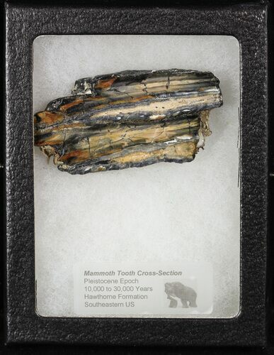 Mammoth Molar Slice With Case - South Carolina #58319